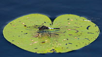 Lilypad Whiteface dragonfly (Leucorrhinia caudalis) male resting on lily pad, Joutsa, Finland.