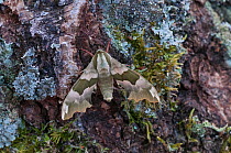 Lime Hawk-moth (Mimas tiliae) Aland Islands, Finland, May.