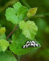 Looper moth (Lomaspilis opis) on leaf, South Karelia, southern Finland, June.