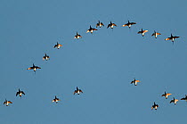 Long-tailed Duck (Clangula hyemalis) flock in flight, Kymenlaakso, southern Finland, May.
