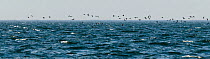 Long-tailed Duck (Clangula hyemalis) flock in flight over the sea, Kymenlaakso, Finland, May.