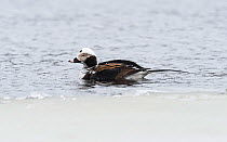 Long-tailed Duck (Clangula hyemalis) male on the sea, central Finland, April.