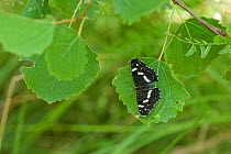Map Butterfly (Araschnia levana) second generation female, southern Finland, July.