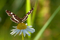 Map Butterfly (Araschnia levana) feeding on anthemis, second generation, southern Finland, July.