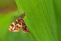Map Butterfly (Araschnia levana) on leaf, southern Finland, June.