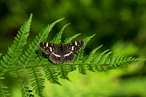 Map Butterfly (Araschnia levana) second generation male on fern, southern Finland, August.