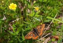 Marsh Fritillary butterfly (Euphydryas aurinia) male, South Karelia, southern Finland, June.