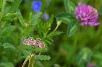 Marsh Pug butterfly (Eupithecia pygmaeata) feeding, central Finland, June.