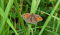 Meadow Brown butterfly (Maniola jurtina) female, Aland Islands, Finland, July.