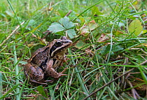 Moor frog (Rana arvalis) adult on grass, Joutsa (formerly Leivonmaki), Finland, February, May.