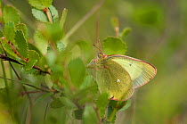 Moorland Clouded Yellow butterfly (Colias palaeno) male, Lapland, Finland, July.