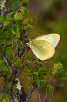 Moorland Clouded Yellow butterfly (Colias palaeno) male, Lapland, Finland, July.