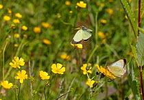 Moorland Clouded Yellow butterfly (Colias palaeno) male and female, Joutsa (formerly Leivonmaki), Finland, July.