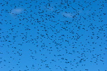 Mosquitoes (Culicidae) swarm of males in flight, central Finland, June.