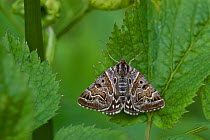Mother Shipton Moth (Callistege mi) South Karelia, southern Finland, June.