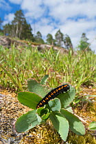 Mountain Apollo caterpillar (Parnassius apollo) on foodplant, southern Finland, May.