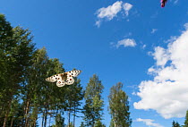 Mountain Apollo butterfly (Parnassius apollo) in flight, southwest Finland, July.