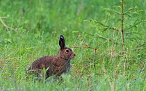 Mountain Hare (Lepus timidus) in summer coat, central Finland, June.