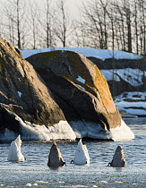 Mute Swans (Cygnus olor) foraging, southwest Finland, February.