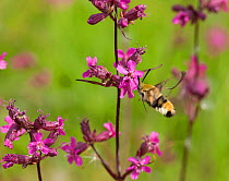 Narrow-bordered Bee Hawk-moth (Hemaris tityus) bumblebee mimic moth, South Karelia, southern Finland, June.