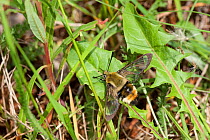 Narrow-bordered Bee Hawk-moth (Hemaris tityus) bumblebee mimic female resting, South Karelia, southern Finland, June.