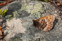 Norse Grayling butterfly (Oeneis norna) resting on a stone, Lapland, Finland, July.