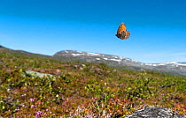 Norse Grayling butterfly (Oeneis norna) flying in habitat, Lapland, Finland, July.