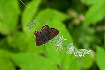 Northern Brown Argus butterfly (Aricia artaxerxes) female, eastern Finland, July.