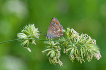 Northern Brown Argus butterfly (Aricia artaxerxes) female, eastern Finland, July.