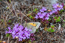 Northern Clouded Yellow or Hecla Sulphur (Colias hecla) on Thyme (Thymus serpyllum subsp. tanaensis) Karigasniemi, Finland, July.