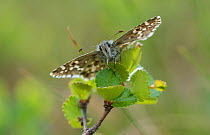 Northern Grizzled Skipper butterfly (Pyrgus centaureae) Joutsa (formerly Leivonmaki), Finland, June.