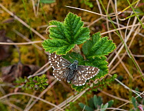 Northern Grizzled Skipper butterfly (Pyrgus centaureae) on a leaf of Bramble (Rubus chamaemorus) Joutsa (formerly Leivonmaki), Finland, June.