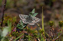 Northern Grizzled Skipper butterfly (Pyrgus centaureae) female, Lapland, Finland, July.