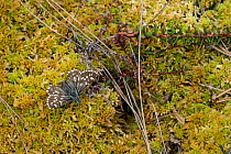 Northern Grizzled Skipper butterfly (Pyrgus centaureae) male, Joutsa (formerly Leivonmaki), Finland, June.