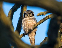 Northern Hawk-Owl (Surnia ulula) seen through branches, southwest Finland, February.