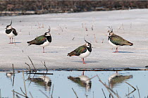 Northern Lapwings (Vanellus vanellus) on beach, central Finland, April.