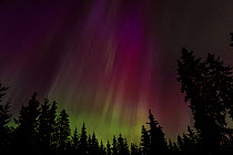 Northern Lights over forest, central Finland, March 2013