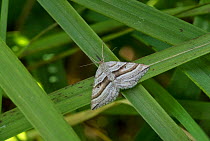 Oblique Striped moth (Phibalapteryx virgata) on grass, southern Finland, June.