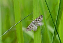 Oblique Striped moth (Phibalapteryx virgata) male, on grass, southern Finland, June.