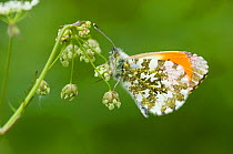 Orange Tip (Anthocharis cardamines) butterfly, male, central Finland, June.
