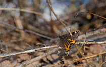 Orange Underwing moth (Archiearis parthenias) on dead twig, central Finland, April.