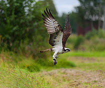 Osprey (Pandion haliaetus) flying with fish prey, Pirkanmaa, Finland, August.