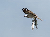 Osprey (Pandion haliaetus) flying with whitefish prey in talons, Pirkanmaa, Finland, April.