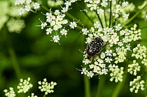 Flower chafer beetle (Oxythyrea funesta) on Umbellifer flower (Apiaceae) South Karelia, southern Finland, June.