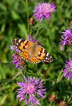 Painted Lady (Vanessa cardui) on flowers, Aland Islands, Finland, August.