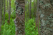 Pale Tussock (Calliteara pudibunda) male resting on tree trunk well camouflaged amongst lichen, South Karelia, southern Finland, August.