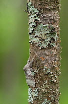 Pale Tussock (Calliteara pudibunda) male moth resting on tree trunk well camouflaged amongst lichen, South Karelia, southern Finland, August.