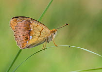 Pallas' Fritillary butterfly (Argynnis laodice) female on grass, southern Finland, August.