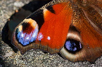 Peacock Butterfly (Inachis io) closeup of wings, South Karelia, southern Finland, September.