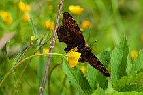 Peacock Butterfly (Inachis io) on buttercup, ventral view, showing duller side, central Finland, May.